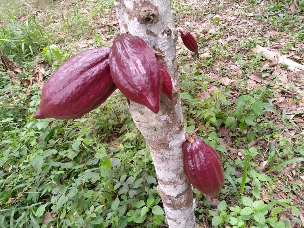 Cacao pods on the tree in a Kivu Origins network farm