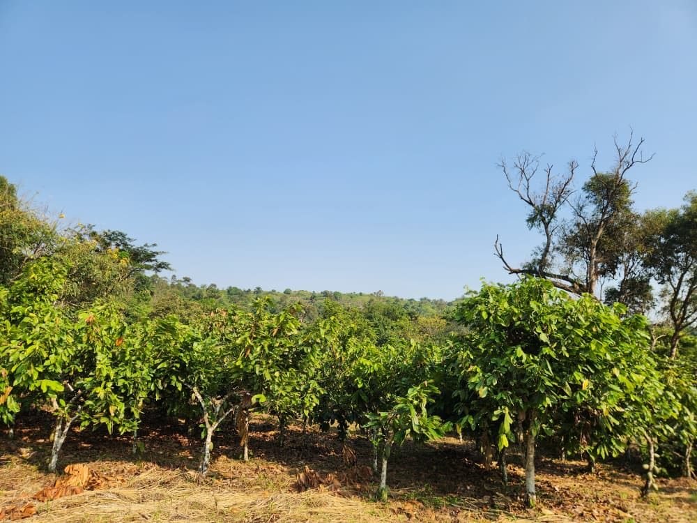 Partner growers at a collection point